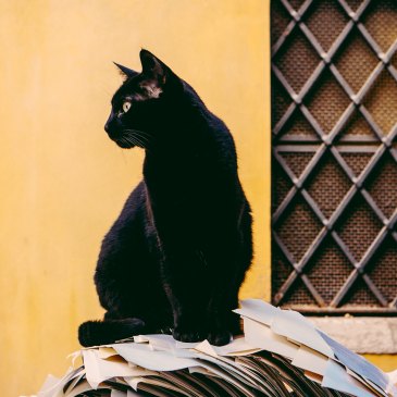 Black cat in Italy
